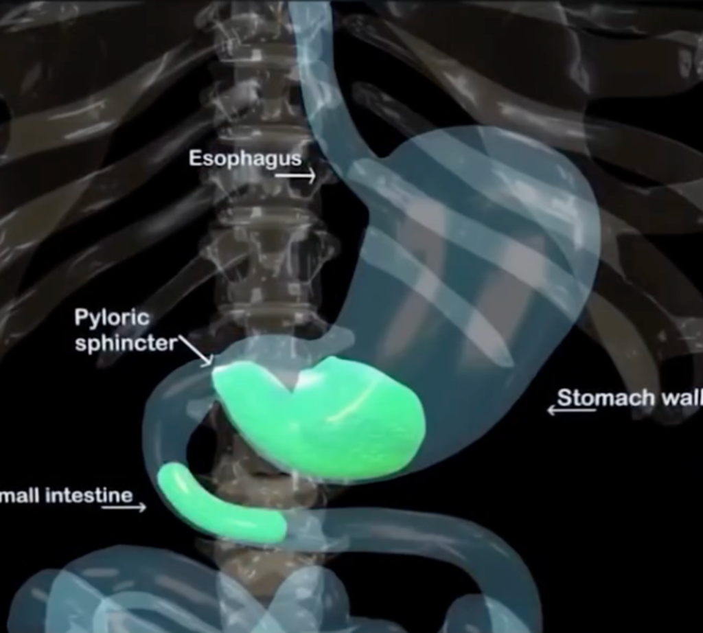 The simulation shows what happens in your body