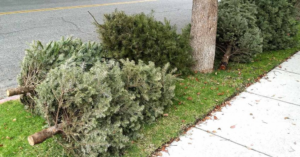Did You Know That It’s Actually Tradition To Leave Your Christmas Tree Up Until January 6? Here’s Why. image