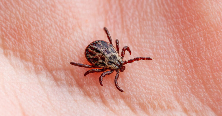 How To Properly Dispose of Ticks - Featured image