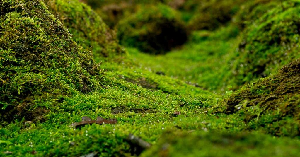 Researchers Discover Moss That Filters Arsenic, Turning Contaminated Water Into Safe Drinking Supply - Featured image