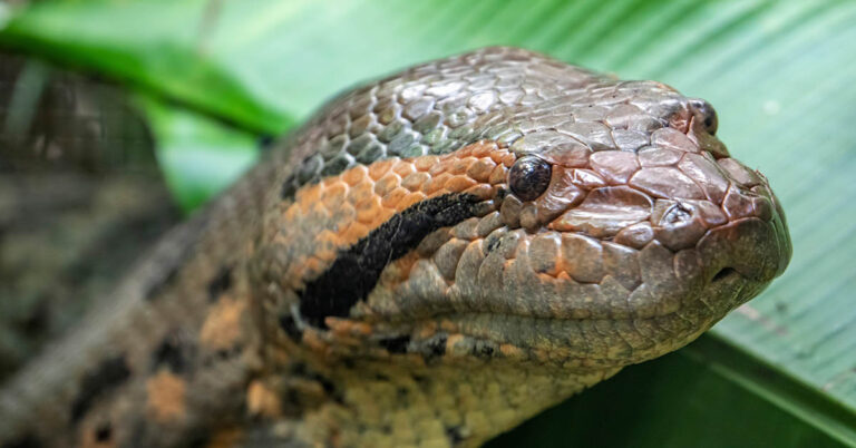 Man Who Wanted to Be Swallowed by a Snake Instantaneously Regretted His Decision - Featured image