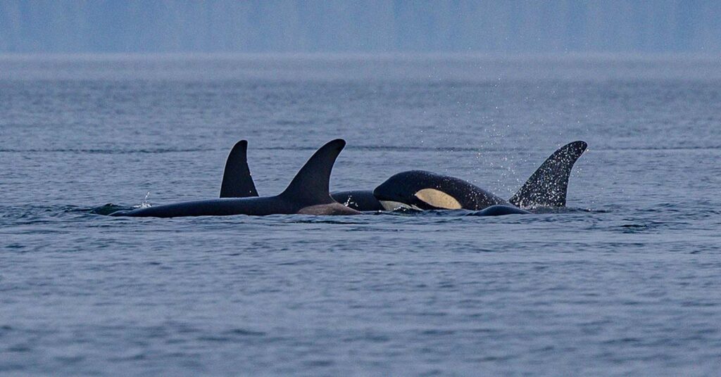 After 37 Years, Orcas Are Rocking ‘Dead Salmon Hats’ Once Again - Featured image