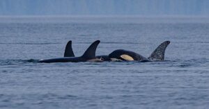 Orcas swimming in ocean