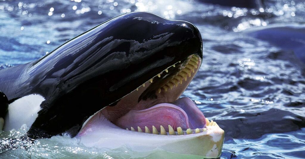 Terrifying Orca Recording Imitating Human Speech Stuns and Freaks People Out - Featured image