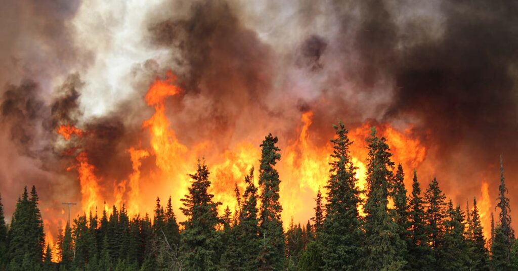 How Certain Birds of Prey Deliberately Ignite Wildfires - Featured image