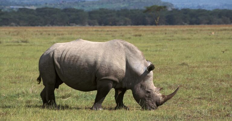 23 Extinct Animals We’ve Lost in the Past 150 Years - Featured image