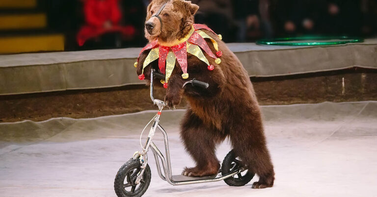 8 Ethical Reasons to Skip the Animal Circus - Featured image