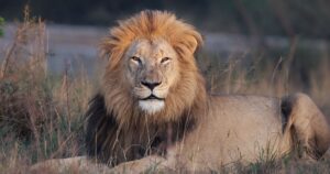 Three ‘Rhino Poachers’ Eaten By Lions After Breaking In To South African Game Reserve lion