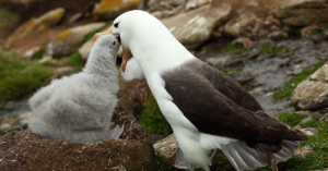 World's oldest known wild bird has another chick at age of 70 image
