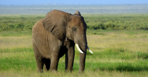 African Elephant Kills Big Game Hunter By Falling On Top Of Him image