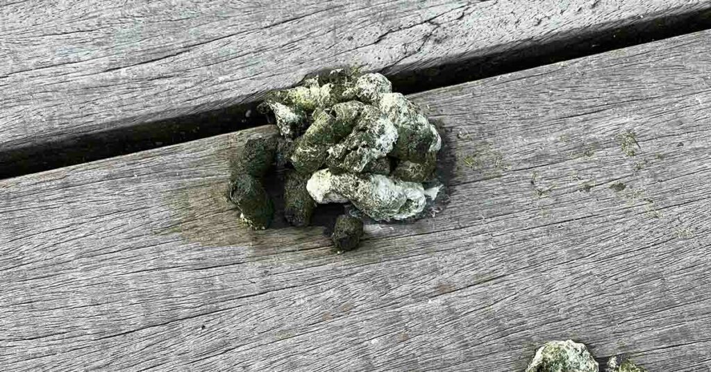 Middle Schooler Uncovers Surprising Cancer-Fighting Potential in Goose Droppings - Featured image