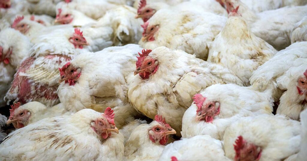 Bird Flu Kills 20 Million Chickens, Causing Egg Prices to Skyrocket in the U.S - Featured image