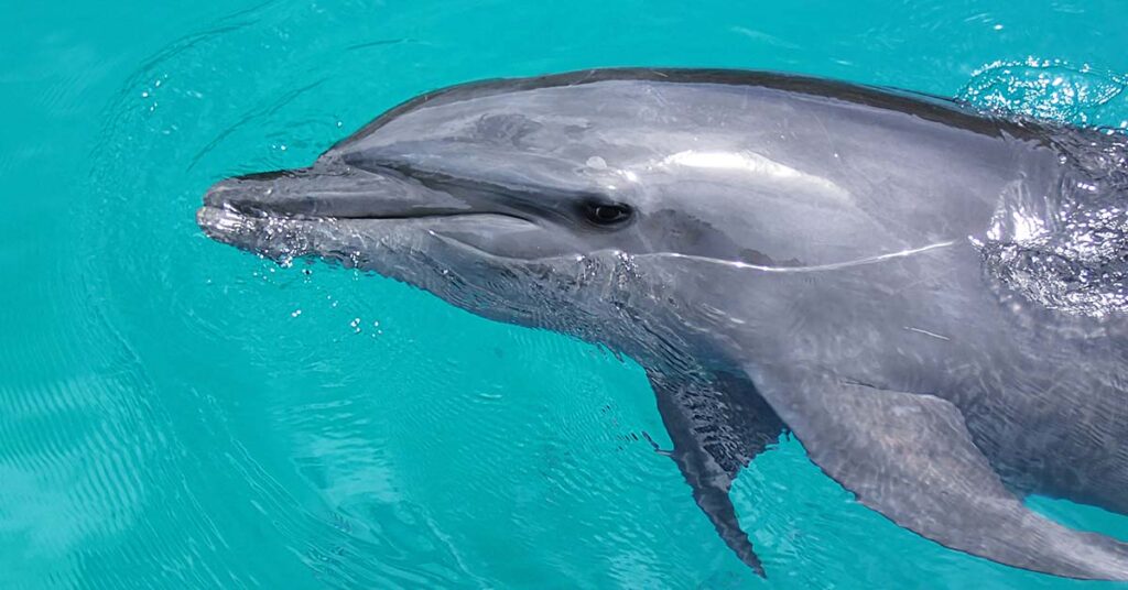 Audience Horrified as Dolphin Leaps to Its Death in Disturbing Show at Resort - Featured image