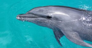 Dolphin