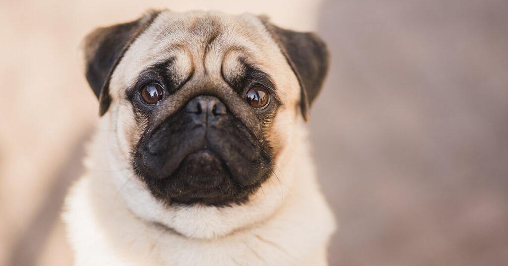 Woman Found Deceased and Half-Eaten By Pet Pugs - Featured image