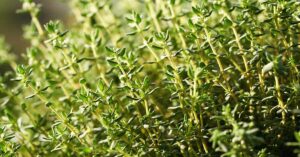 30 Best Herbs To Support Lung Health and Aid in Clearing Mucus close up of fresh thyme