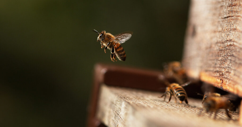 Bees Can Fly Higher Than Mount Everest - Featured image