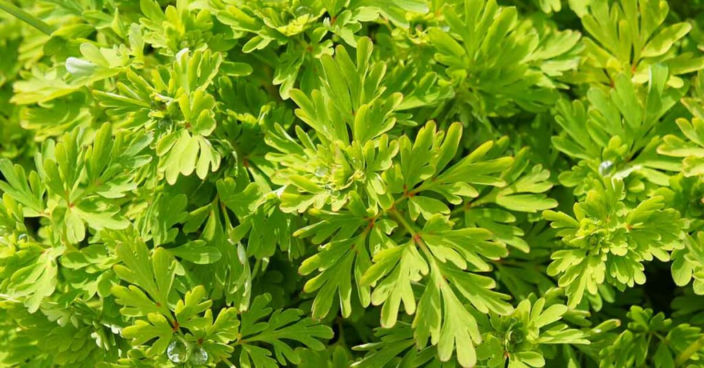 Aromatic Plant Found to Have Cancer-Fighting Properties Against Colorectal Cancer - Featured image