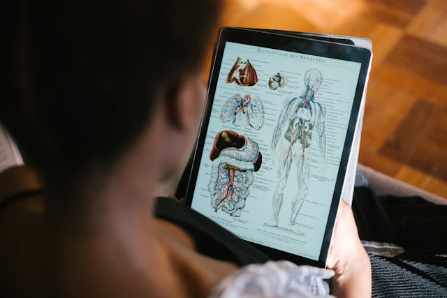 person studying anatomy