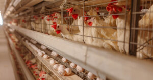 Chickens in cages in commercial farm environment