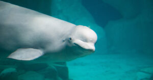 How a Whale Tried to Bridge the Linguistic Divide Between Humans and Animals Beluga whale