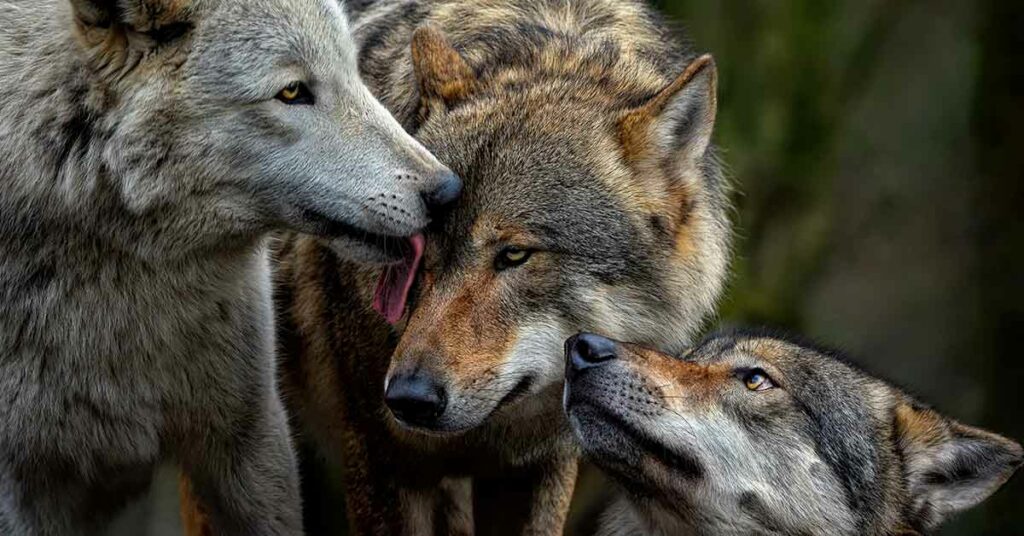 The Return of Wolves to Scotland Could Contribute to the Capture of 1 Million Tons of CO2 Each Year - Featured image