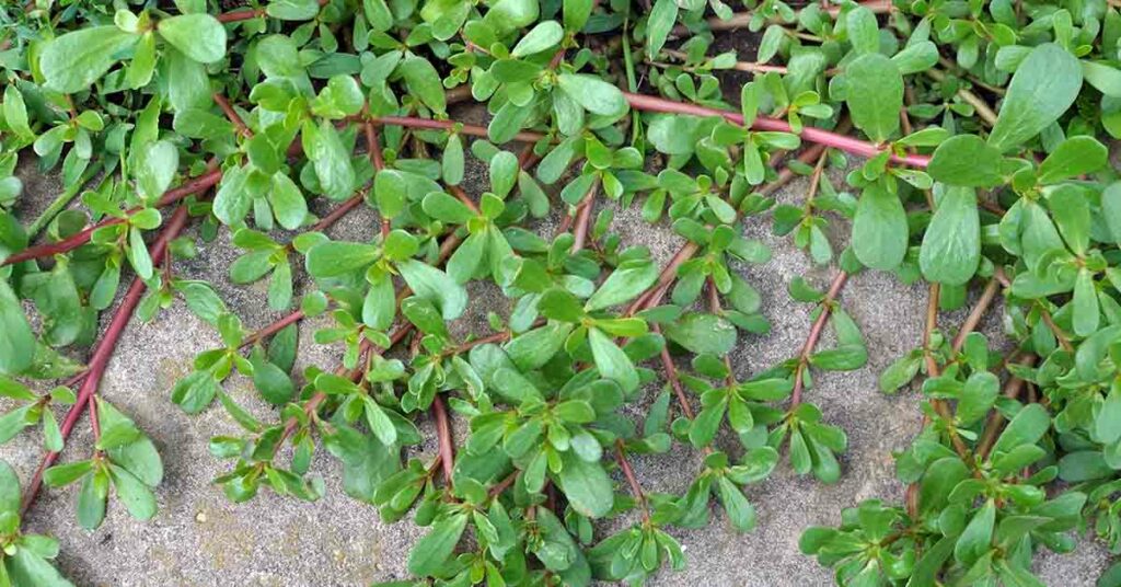 Many Confuse This Plant with a Weed, But It’s Actually Full of Surprising Health Benefits - Featured image