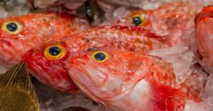 Orange Roughy