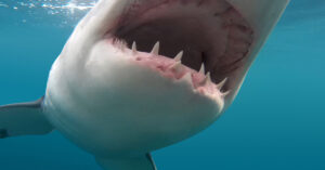 This Video Simulates the Terrifying Experience of a Shark Attack close up of shark with mouth open
