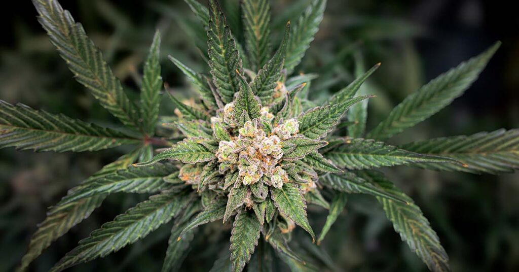 The Surprising Potential of Cannabis in Alleviating Dementia Symptoms - Featured image