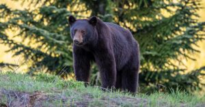 California Woman Stalked by Black Bear for Months Before Fatal Attack Black Bear