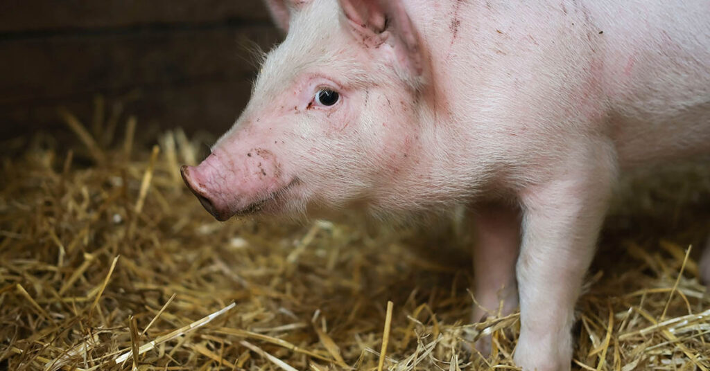 Historic Moment as Surgeons Transplant Genetically Modified Pig Kidney into Patient - Featured image