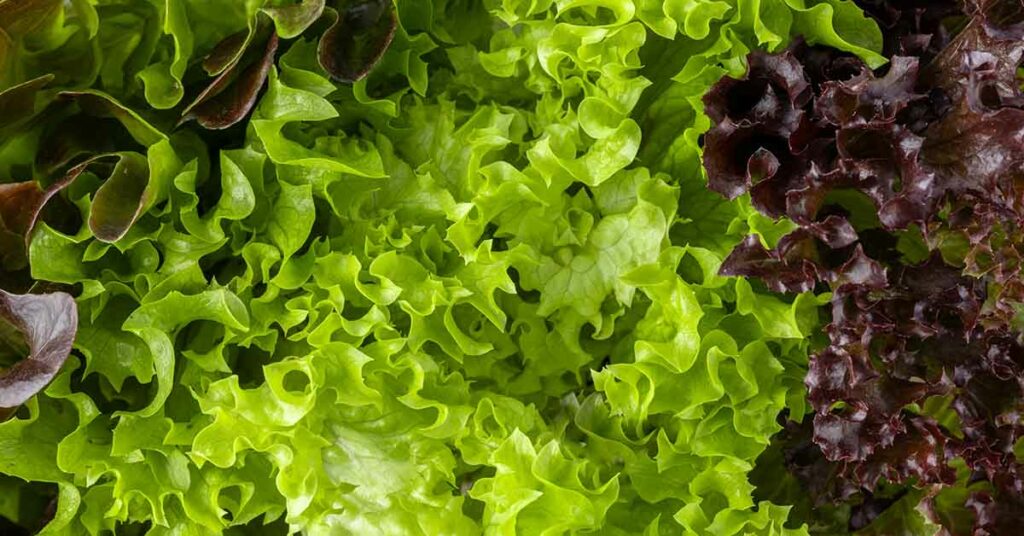 Should You Be Concerned About Eating Pre-Washed Lettuce? - Featured image