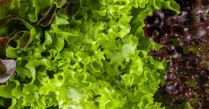 Should You Be Concerned About Eating Pre-Washed Lettuce? Pre-Washed Lettuce