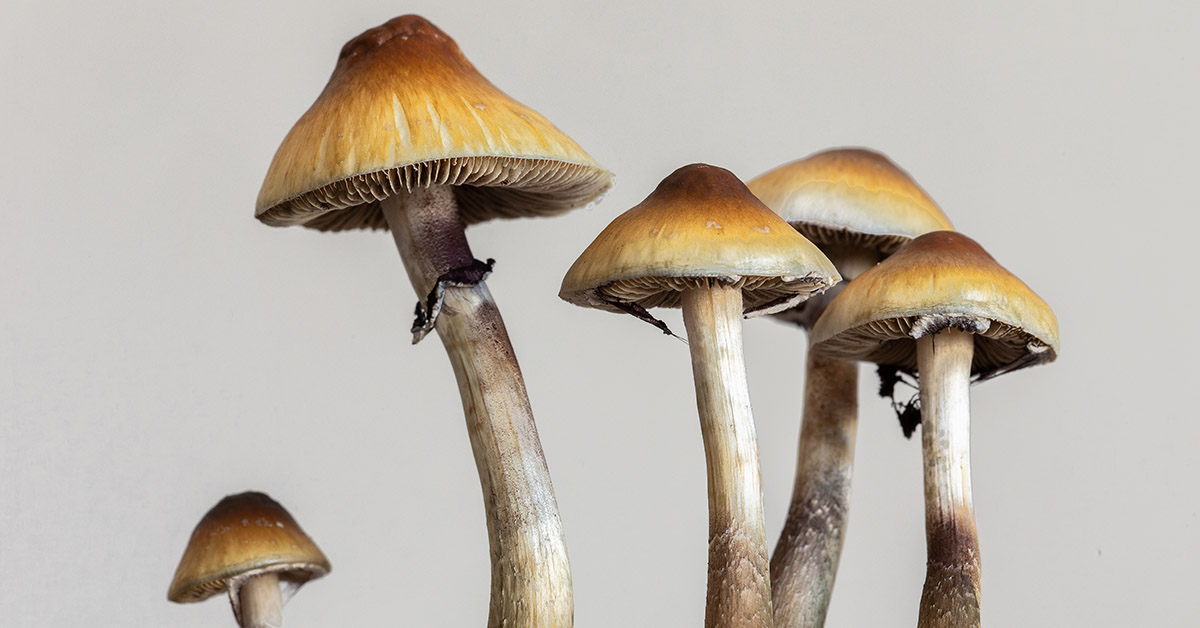 psilocybin magic mushrooms