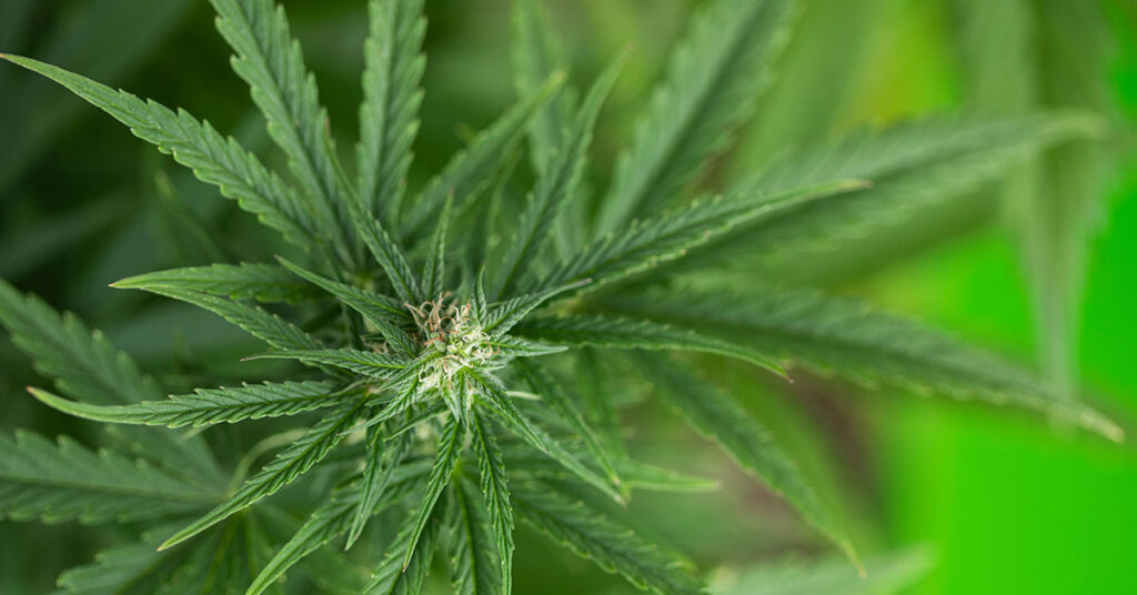 New Study Finds Marijuana Users 6 Times More Likely to Suffer Heart Attacks - Featured image