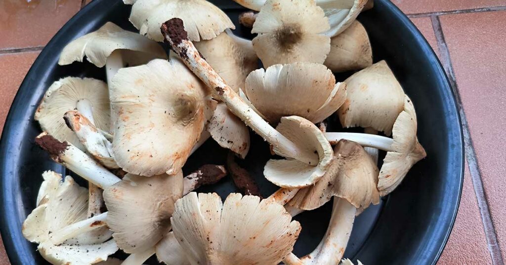 That ‘Black Mud’ On Mushrooms Is Not What It Seems - Featured image