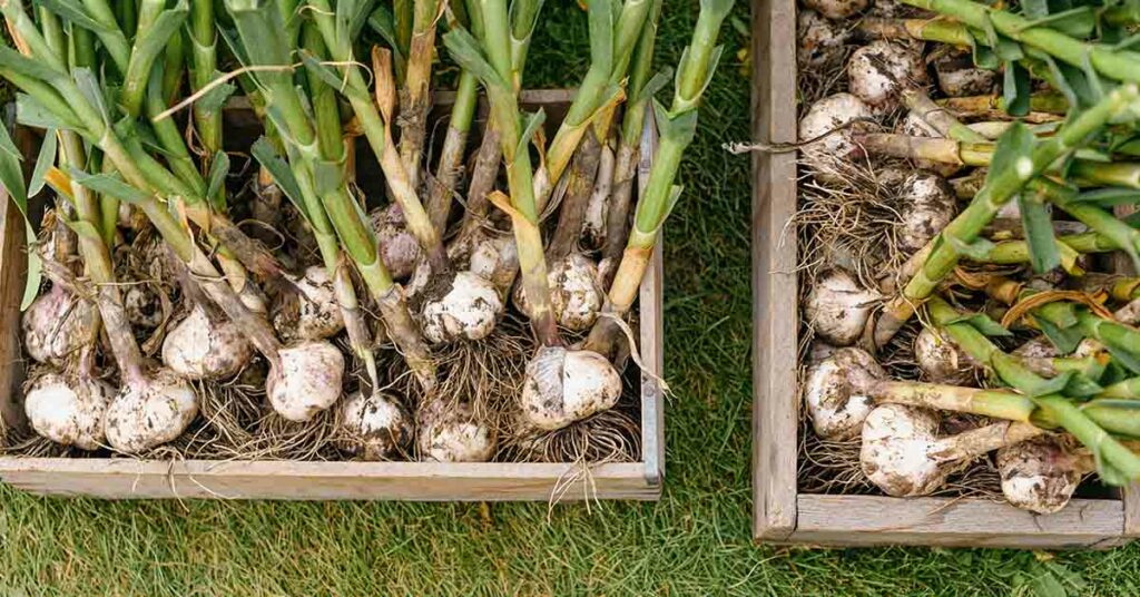 12 Best Foods To Support Digestive and Gut Health - Featured image