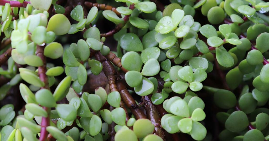 Where to Position a Jade Plant for Good Feng Shui - Featured image