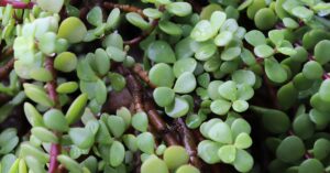 jade plant