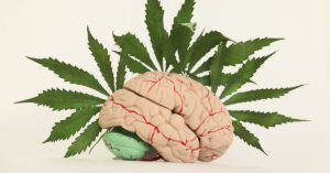 cannabis leaves in behind a human brain. Effects of Cannabis on the Brain concept