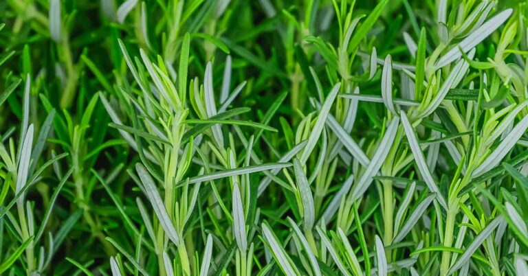 Compound Found in Common Spice  Could Help Fight Alzheimer’s - Featured image