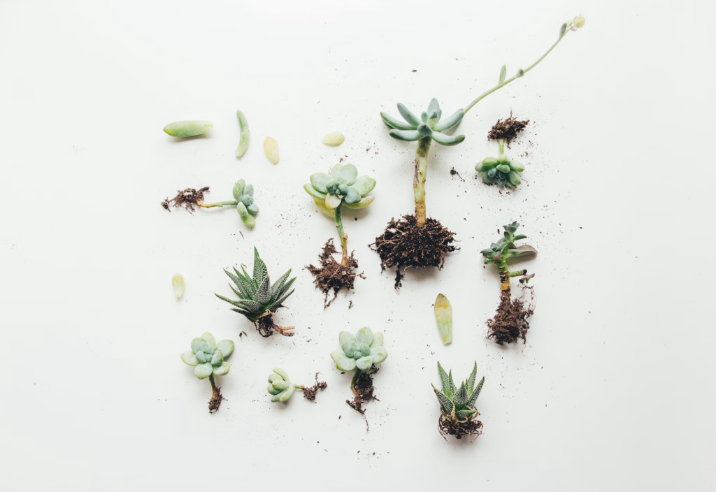 A diverse group of succulents displayed on a white surface, representing the concept of hair being pulled from the roots.
