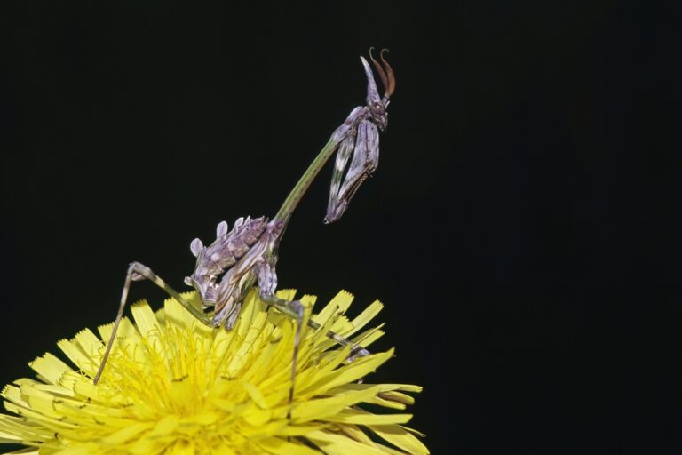 10+ Stunning Images of Mantises Reveal Why This ‘Bug’ Is Actually ...