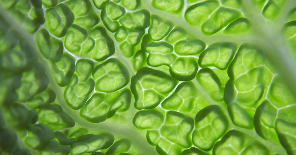 10 Nourishing Foods That Support Your Body’s Natural Detox Process - Featured image