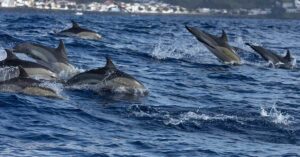 pod of dolphins