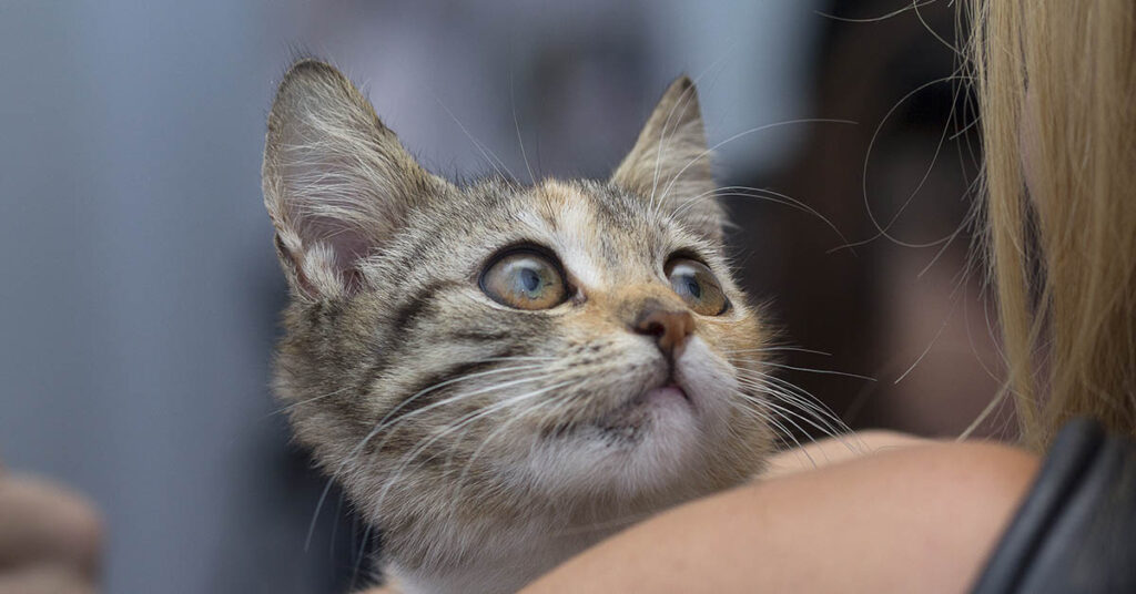 Understanding a Cat’s Behavior: Why Does It Rub and Scratch Against You? - Featured image