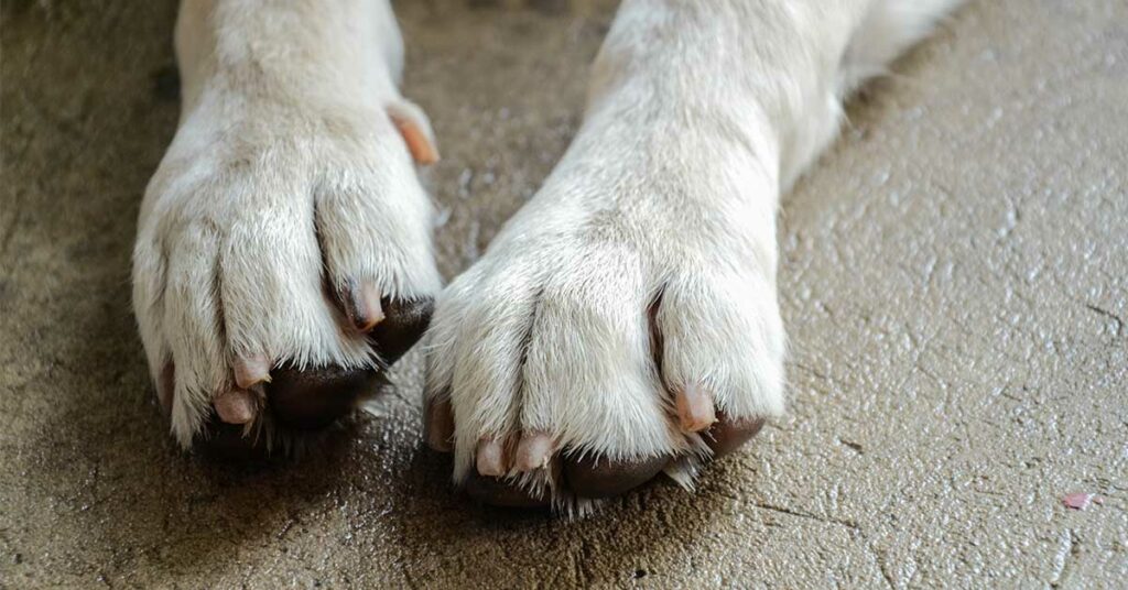 11 Signs Your Dog May Be Nearing the End: How to Support Them with Love and Care - Featured image