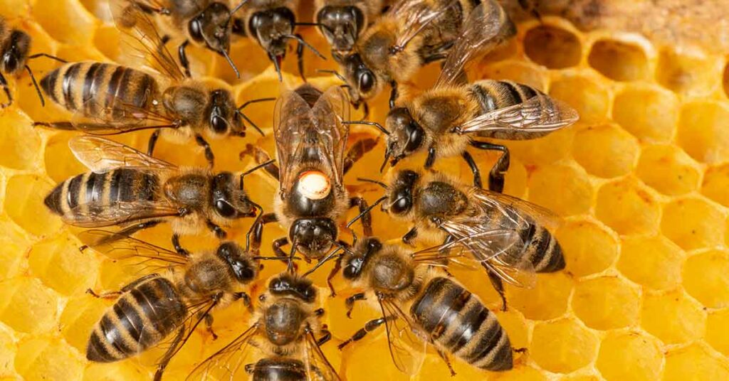 Record-Setting Honeybee Die-Off in the US Destroys 1.6 Million Colonies - Featured image