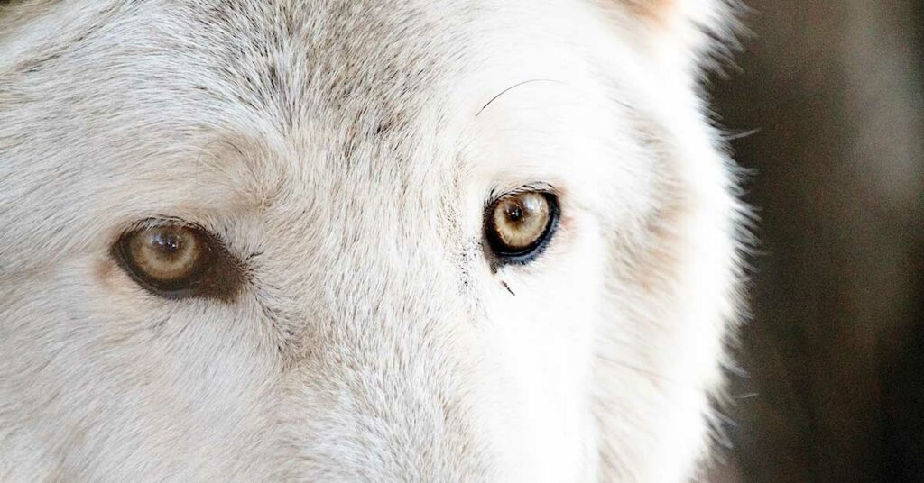 No, the Extinct Dire Wolf Has Not Been Brought Back to Life, Contrary to Claims - Featured image